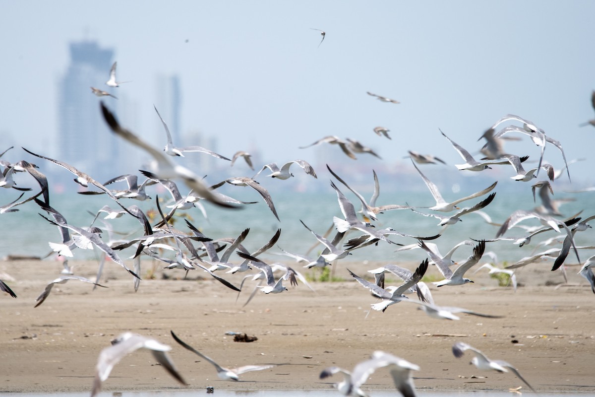 Laughing Gull - ML641988014