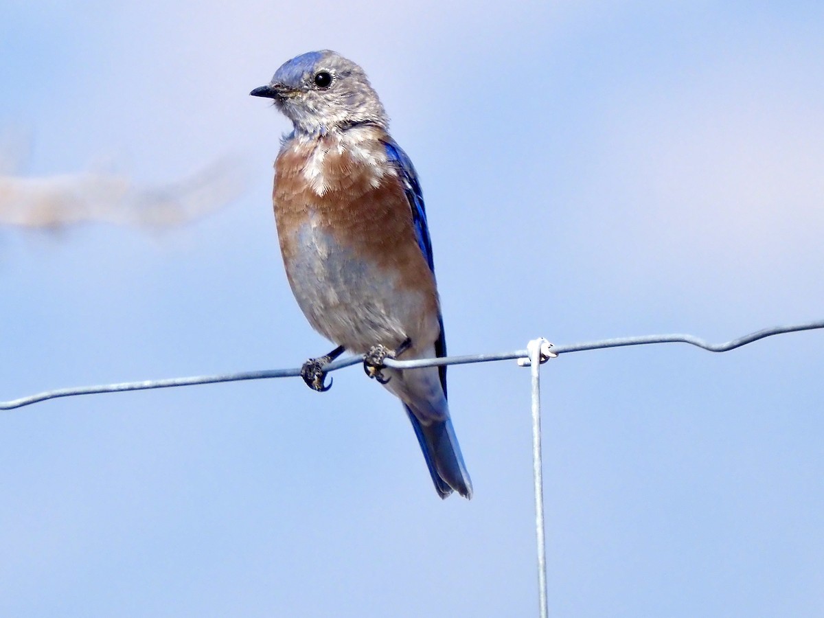 Western Bluebird - ML641988015