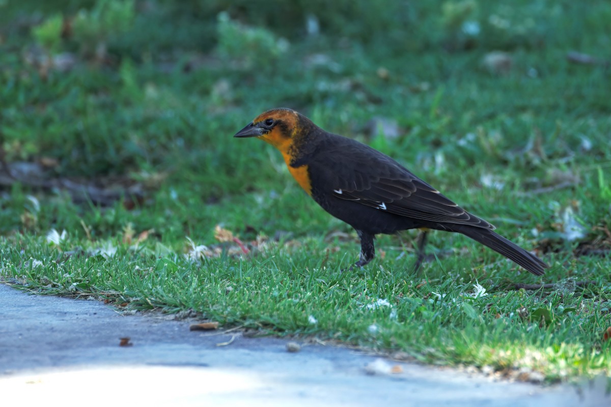 Yellow-headed Blackbird - ML641988016