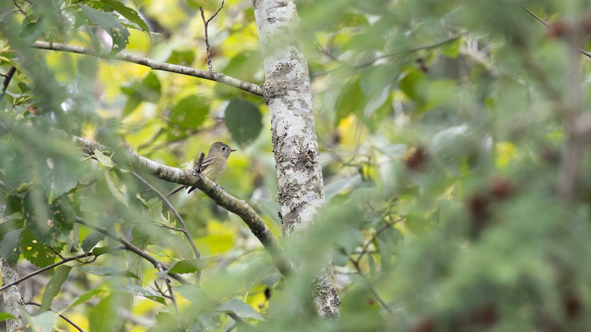 Hammond's Flycatcher - ML641988020