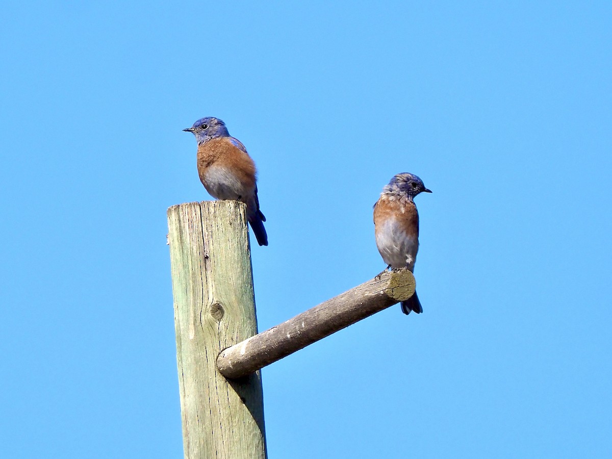 Western Bluebird - ML641988024