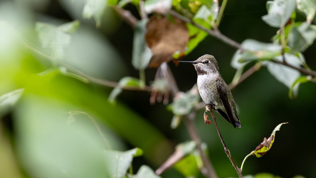 Anna's Hummingbird - ML641988025