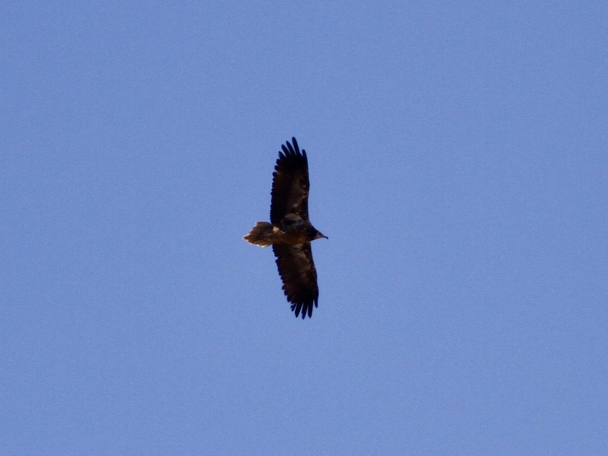 Egyptian Vulture - ML641988034