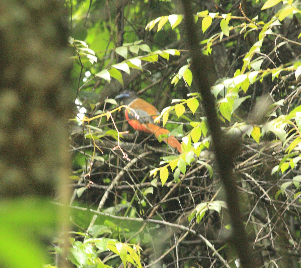 Malabar Trogon - ML641988037