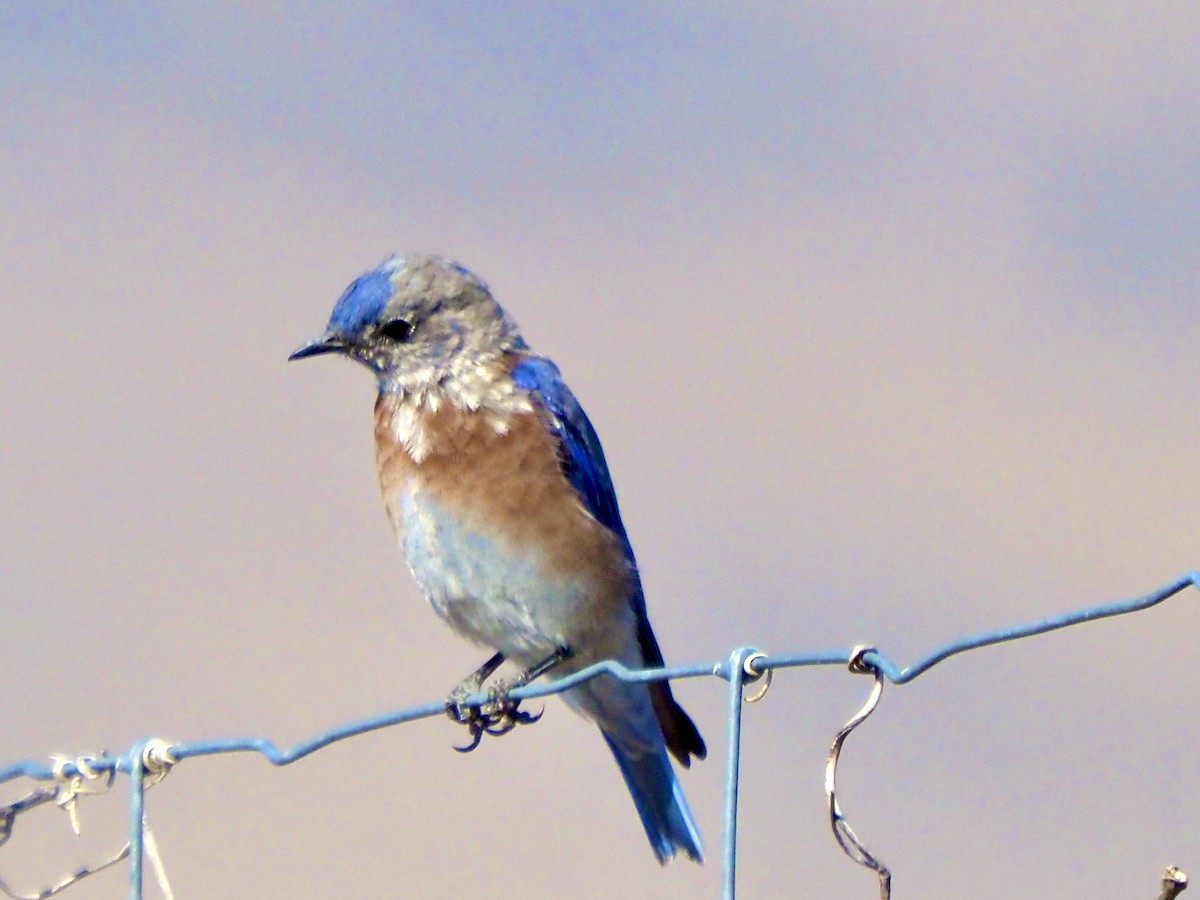Western Bluebird - ML641988040
