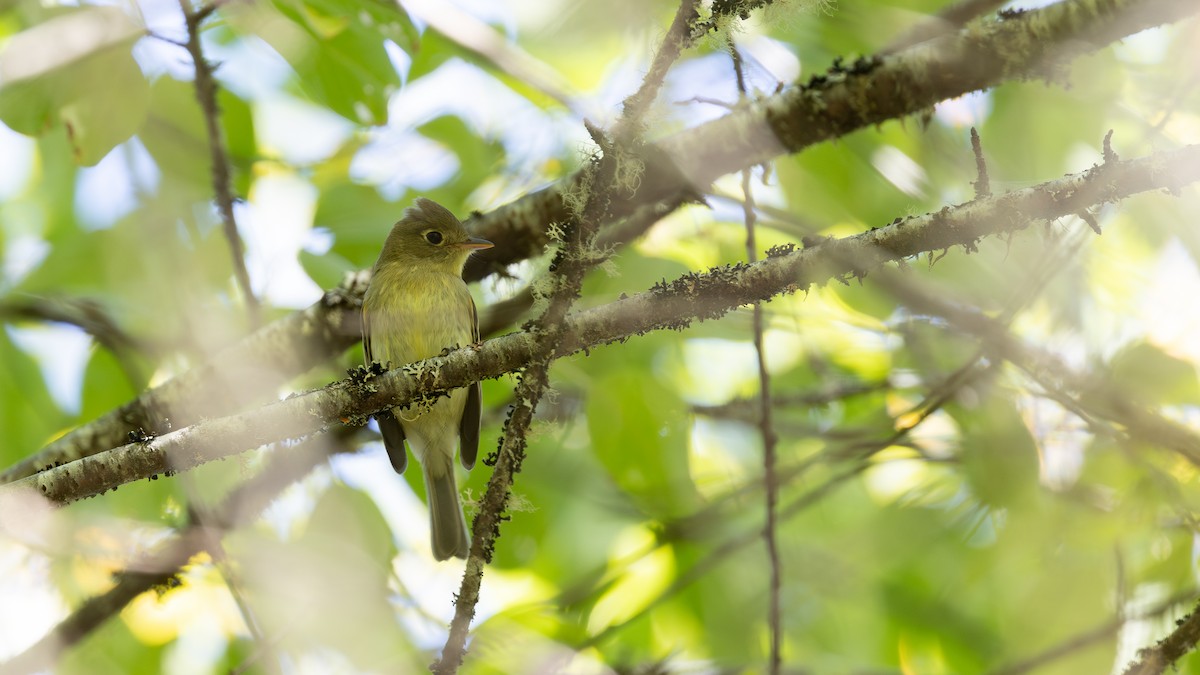 Western Flycatcher (Pacific-slope) - ML641988042