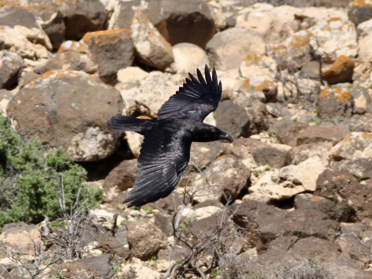 Common Raven - ML641988044
