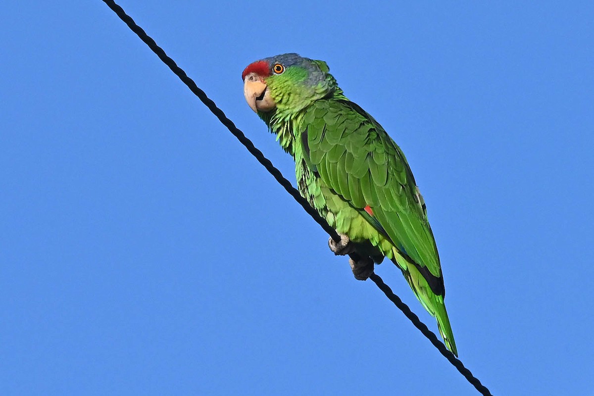 Lilac-crowned Amazon - ML641988046