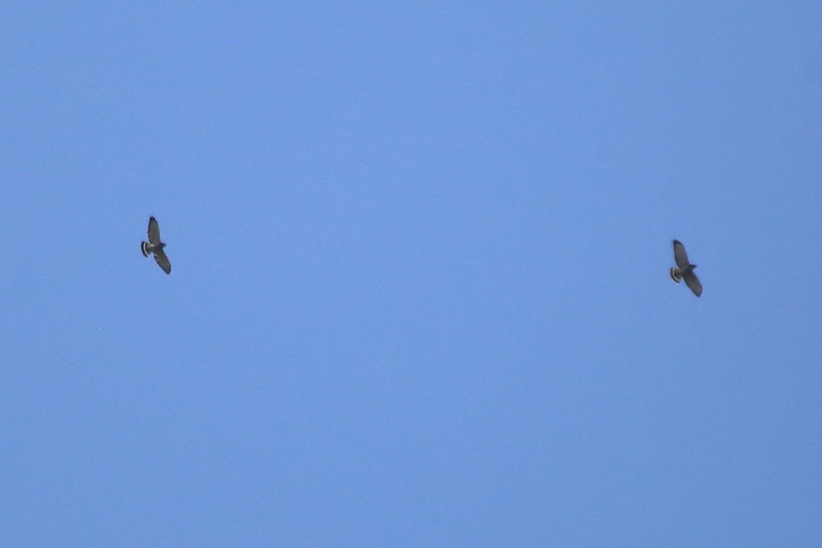 Broad-winged Hawk - ML641988050
