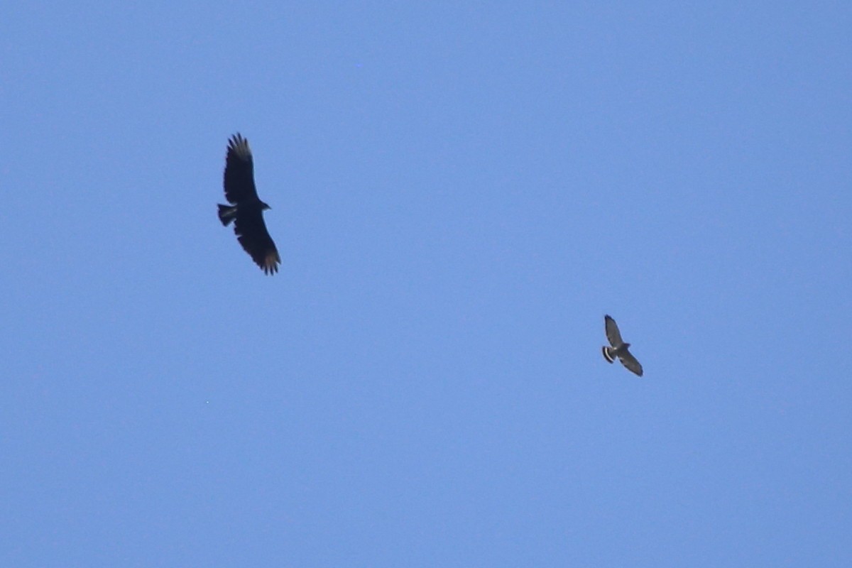 Black Vulture - ML641988055