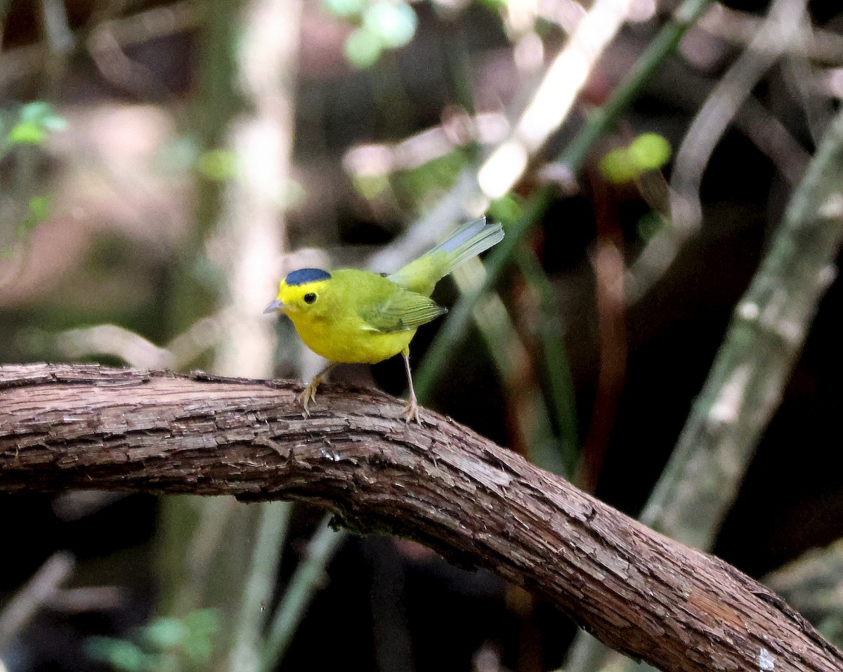kalottparula - ML641988078