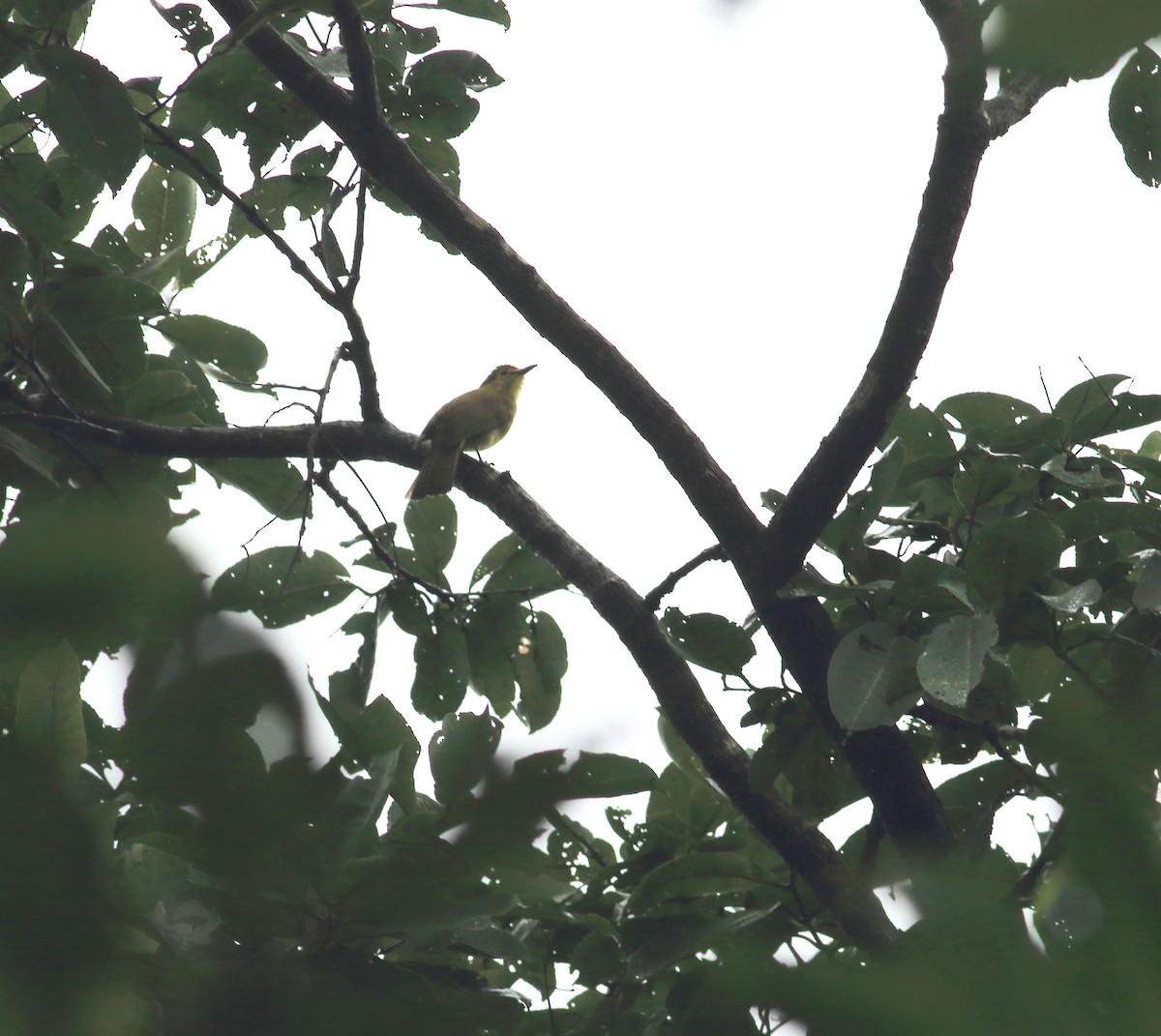 Yellow-browed Bulbul - ML641988108