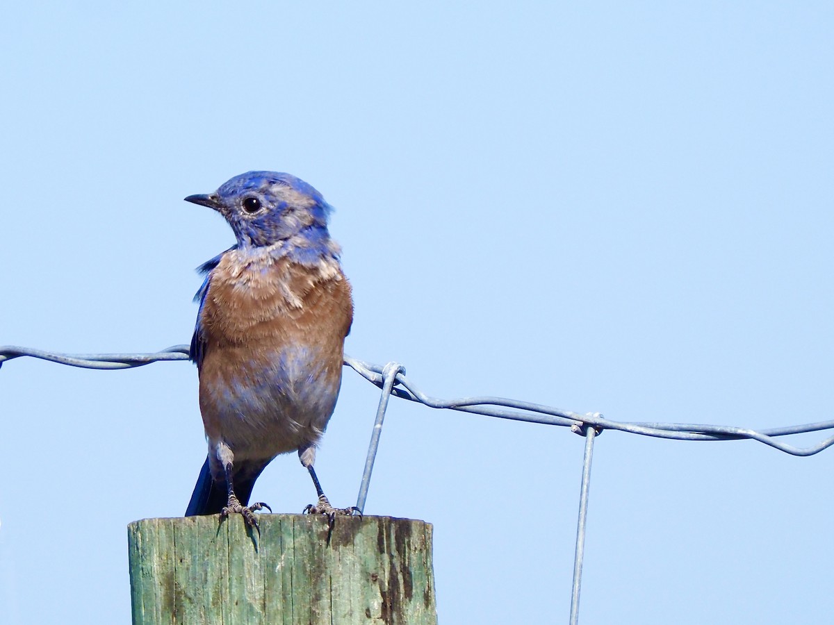 Western Bluebird - ML641988114