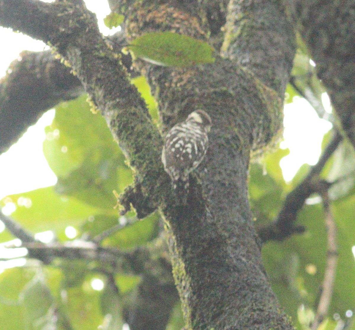 Brown-capped Pygmy Woodpecker - ML641988115