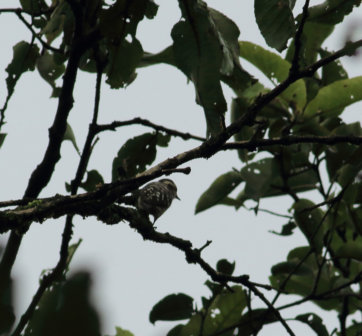 Brown-capped Pygmy Woodpecker - ML641988120