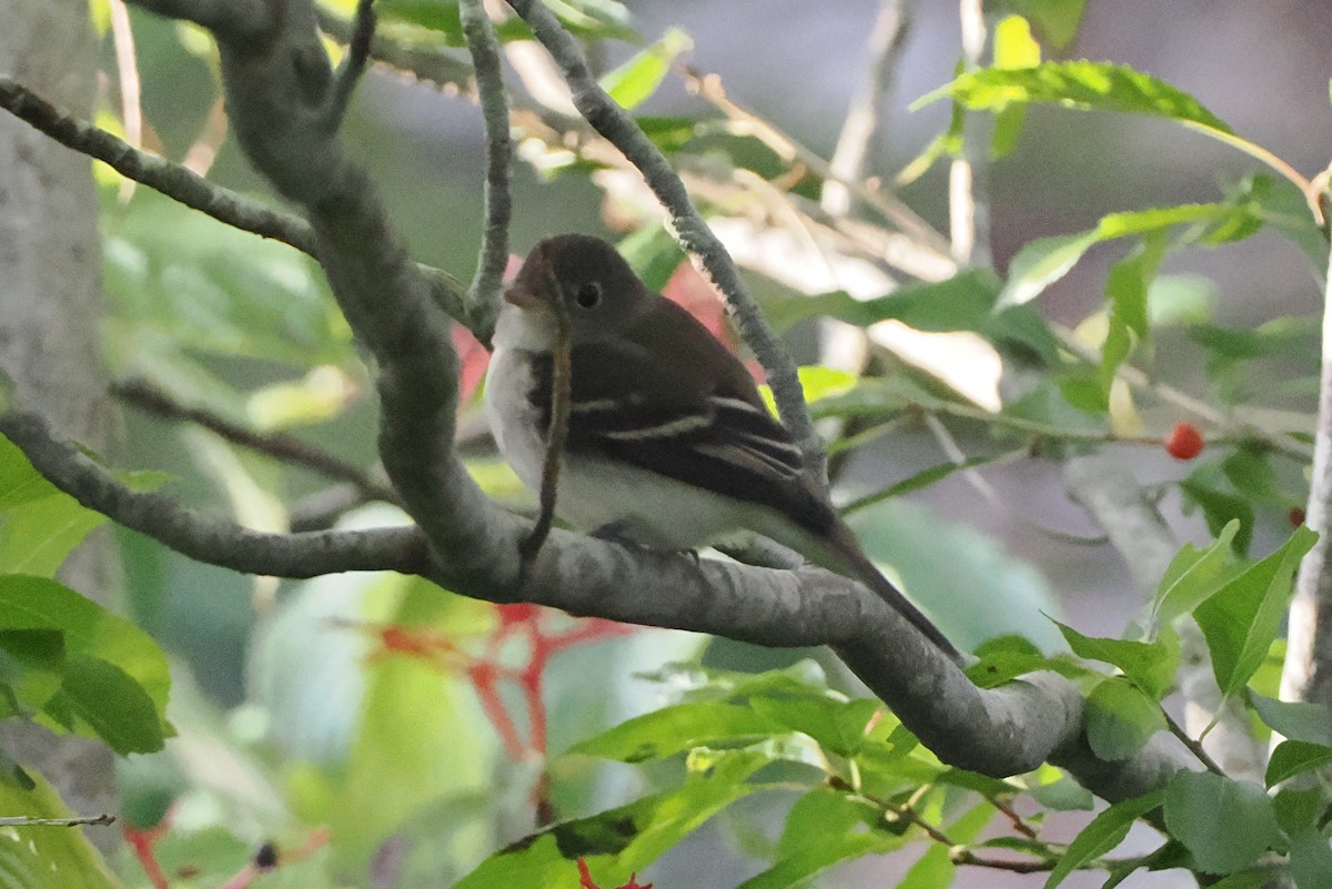 Least Flycatcher - ML641988126