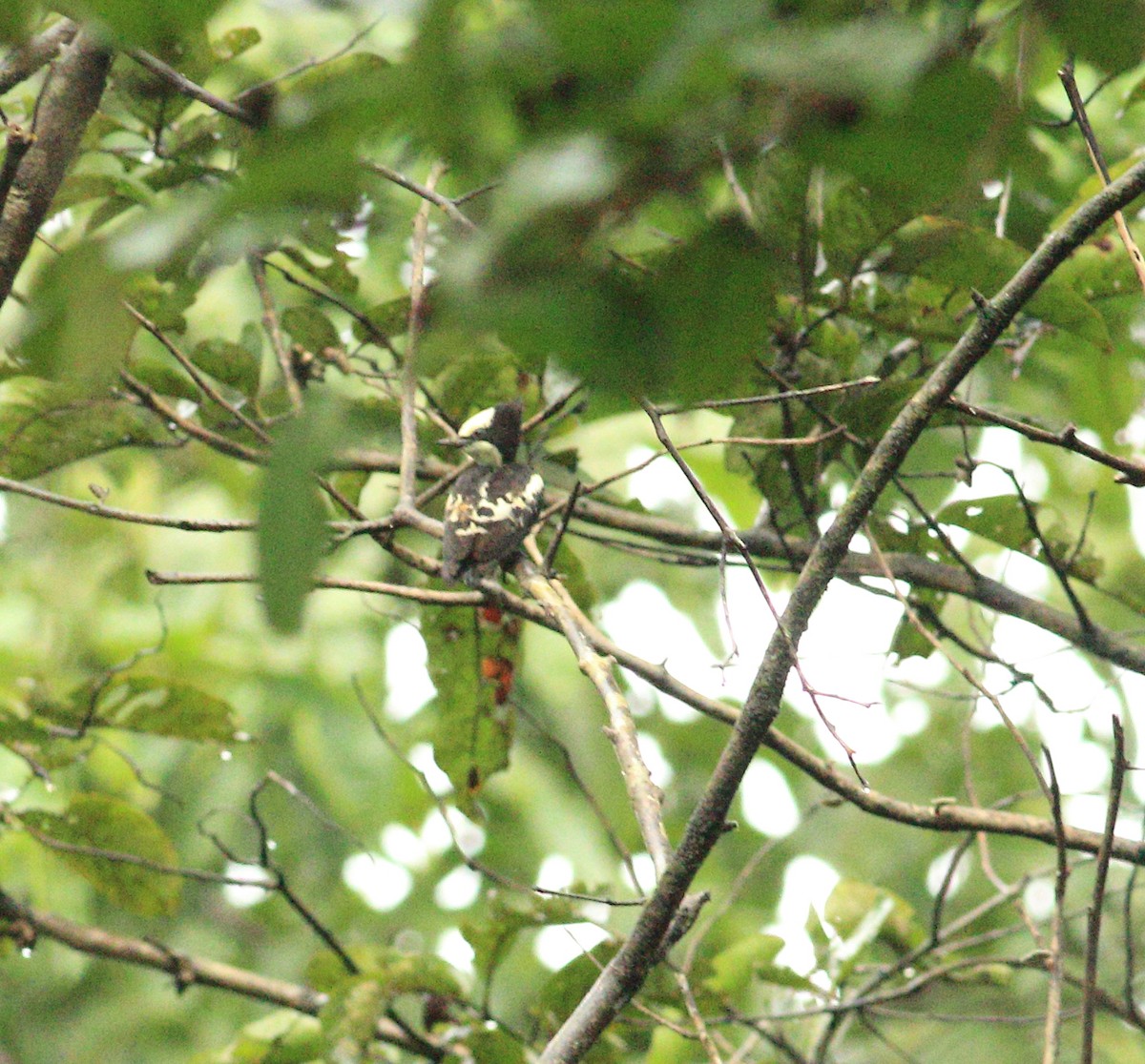 Heart-spotted Woodpecker - ML641988129