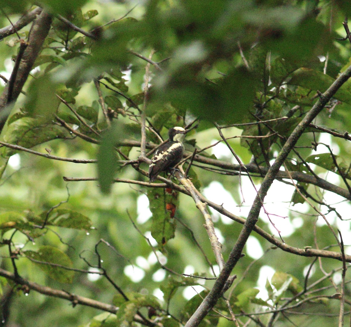Heart-spotted Woodpecker - ML641988130