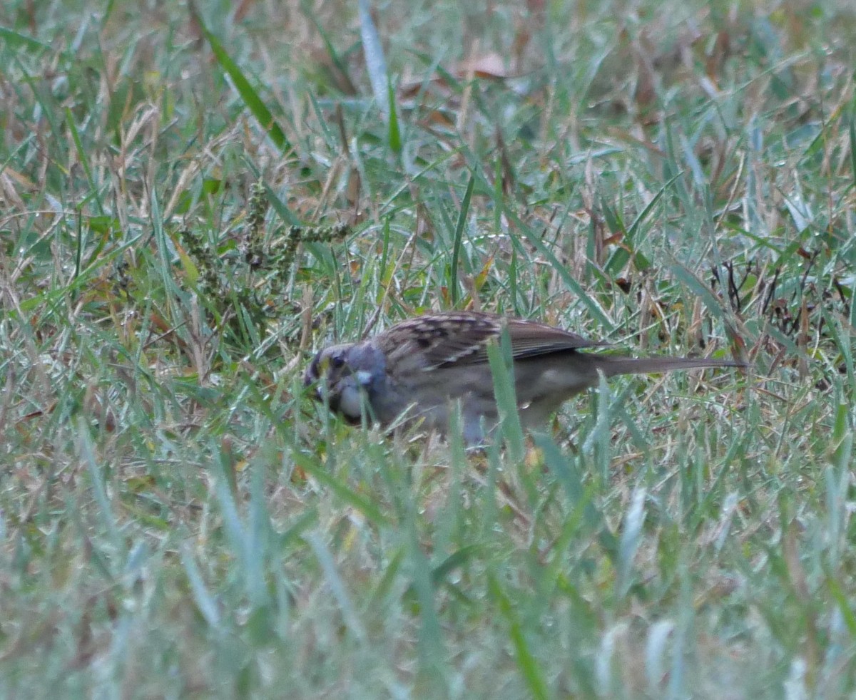 White-throated Sparrow - ML641988132