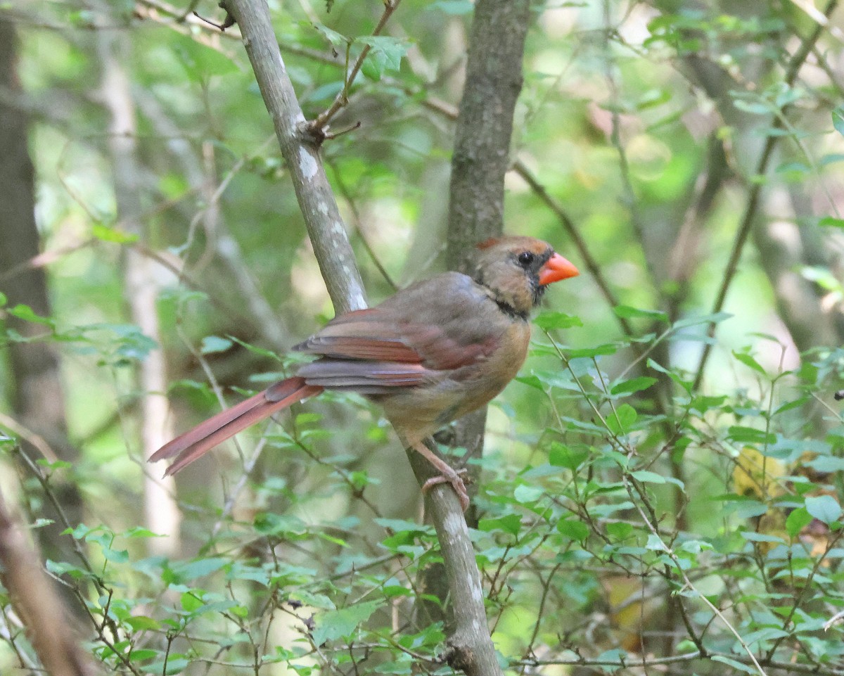 Northern Cardinal - ML641988136