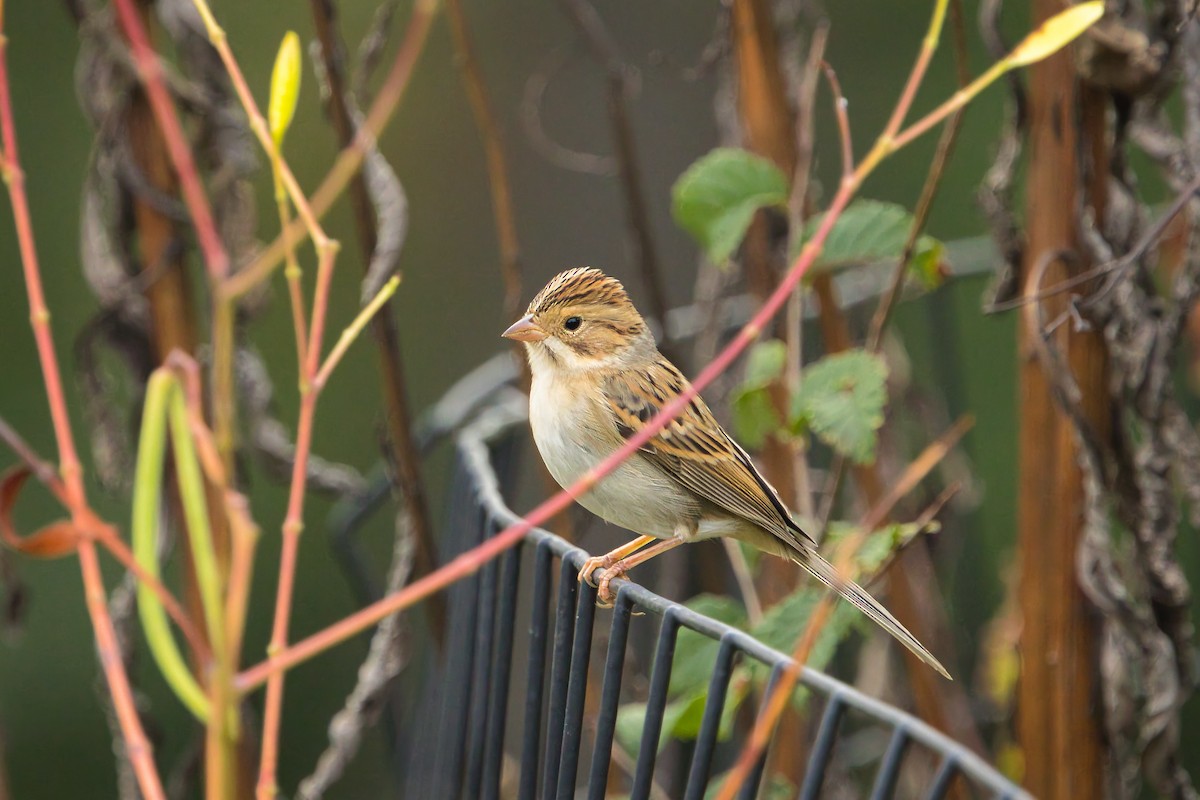 Clay-colored Sparrow - ML641988141
