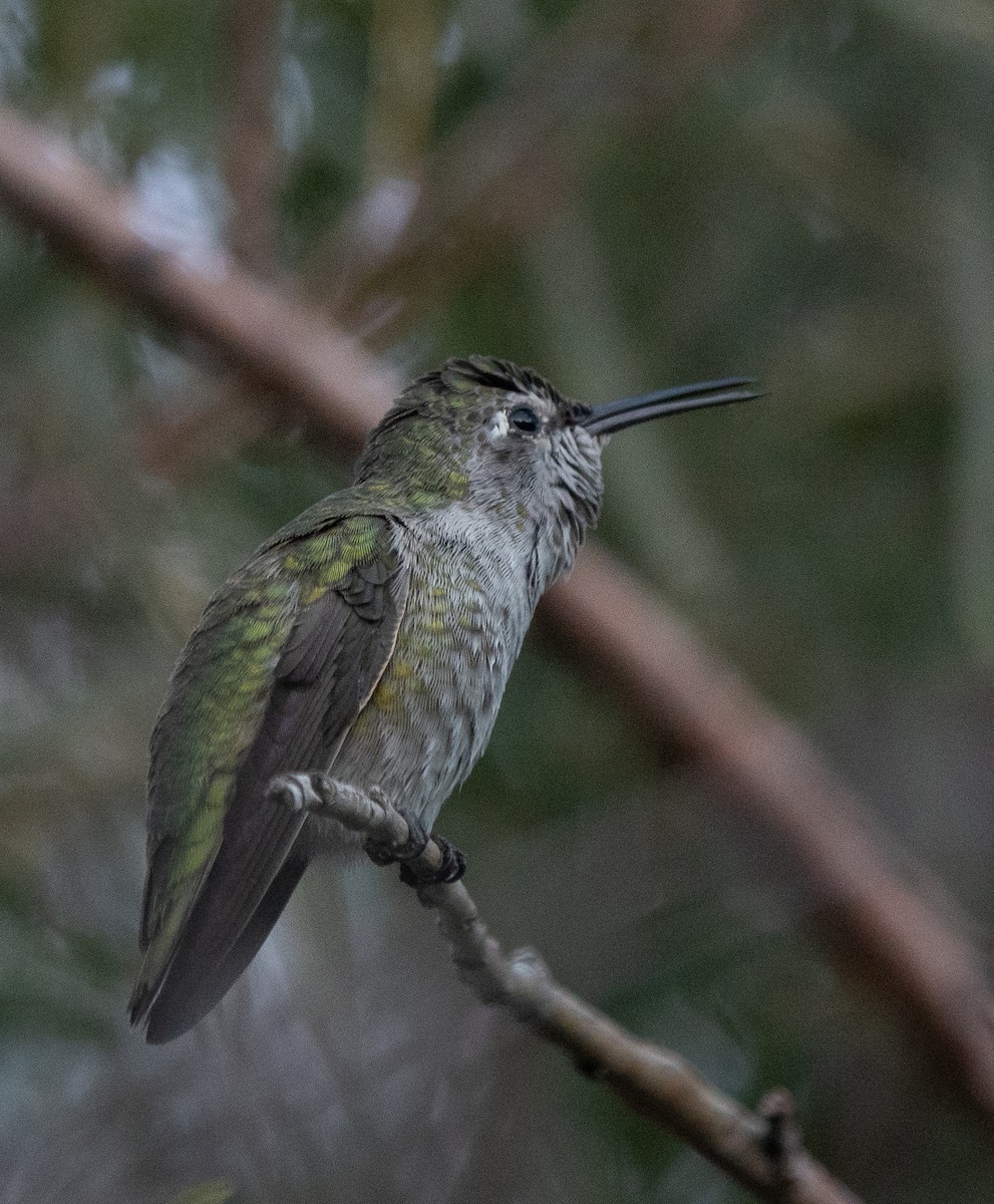 Anna's Hummingbird - ML641988148