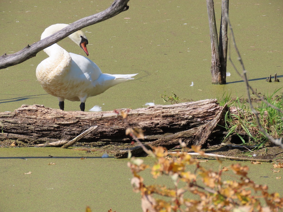 Mute Swan - ML641988151
