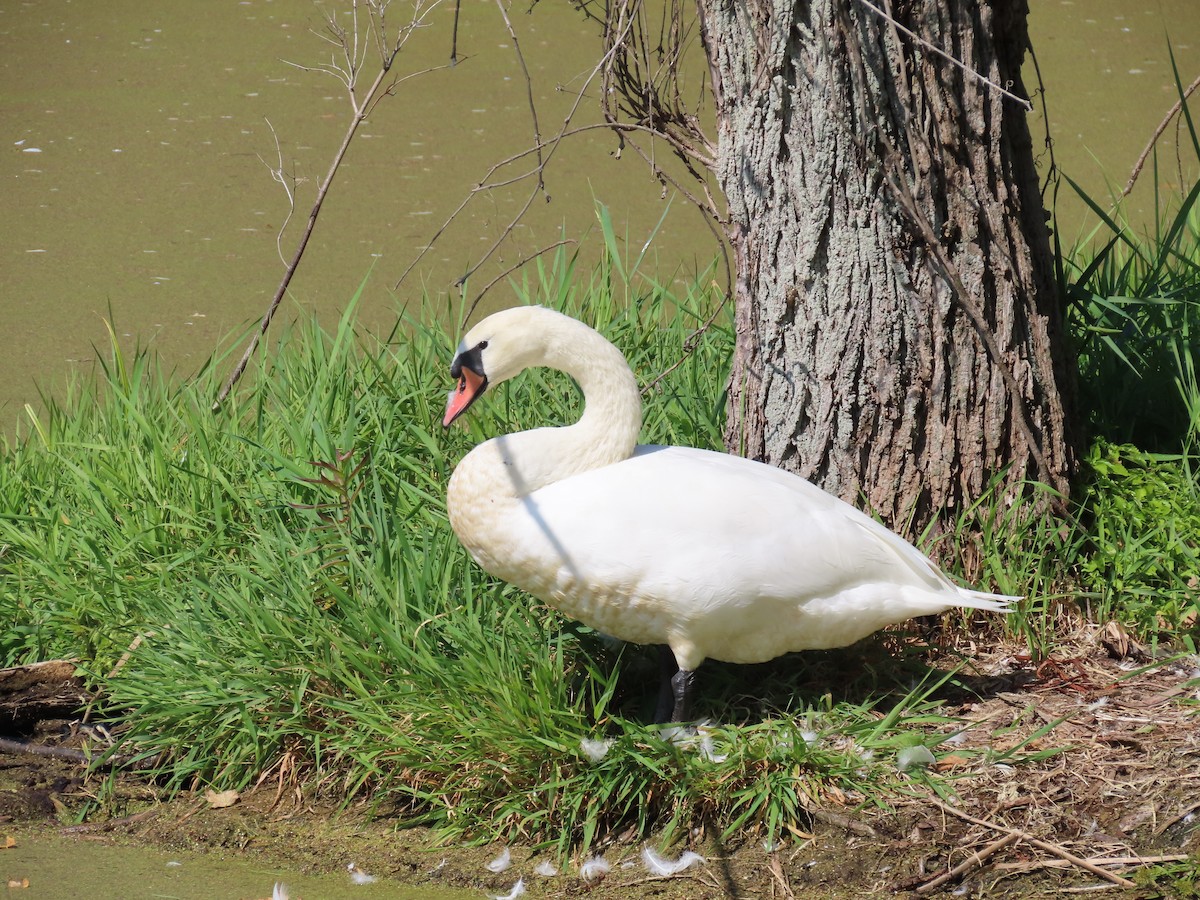 Mute Swan - ML641988153