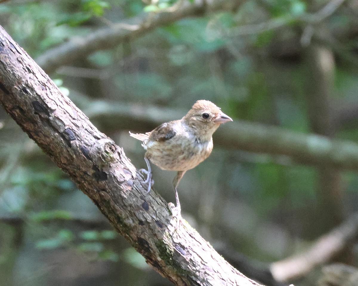 Indigo Bunting - ML641988159