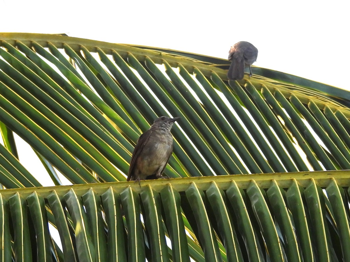 Pale-breasted Thrush - ML641988179