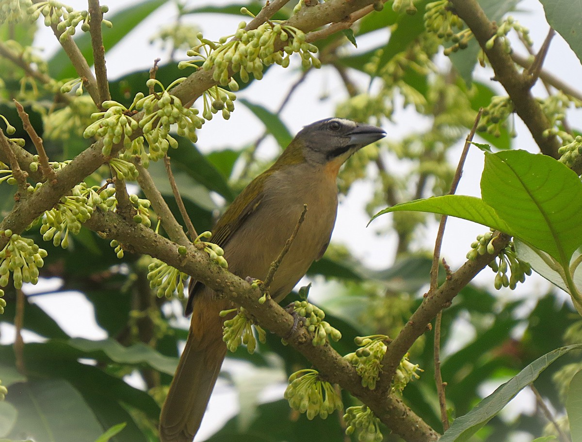 Buff-throated Saltator - ML641988187