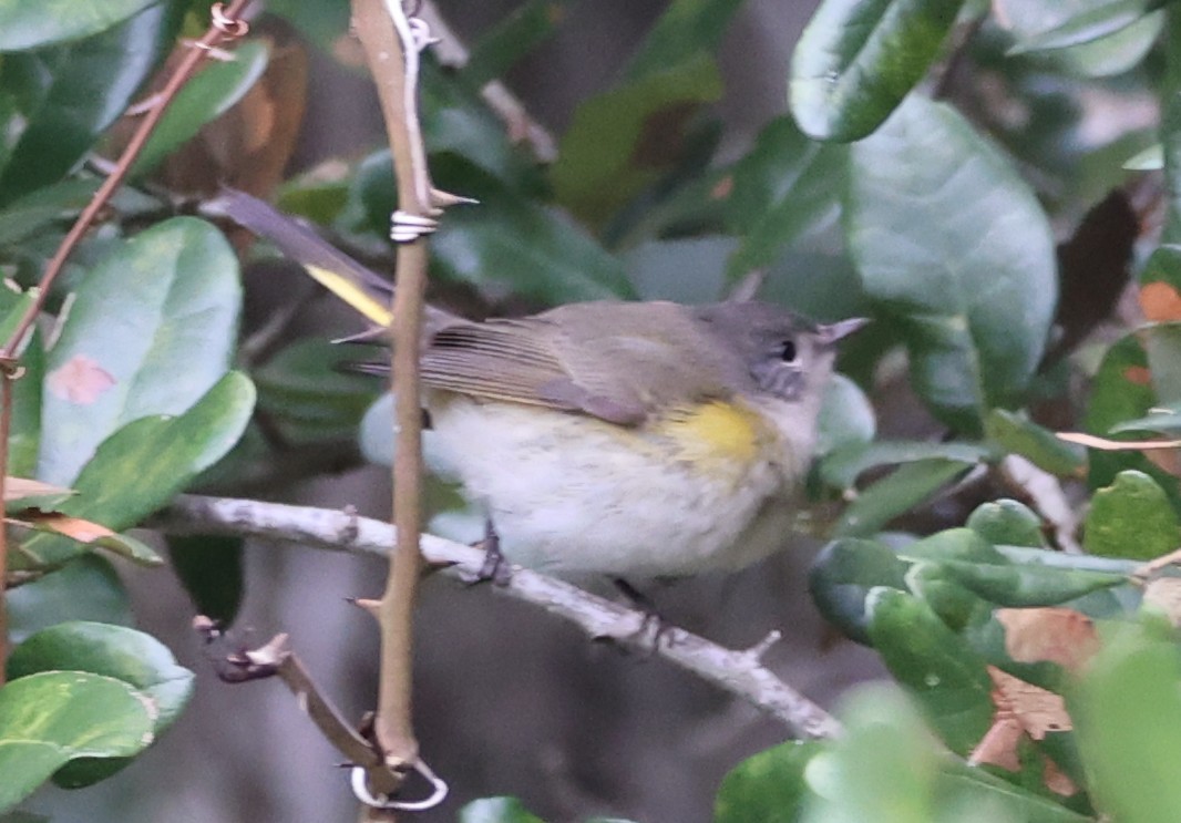 American Redstart - ML641988193