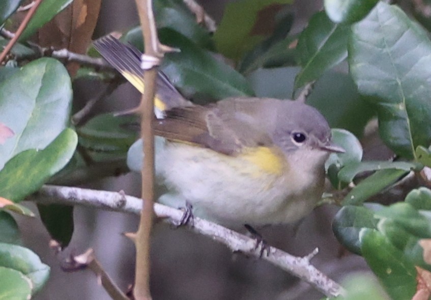 American Redstart - ML641988194