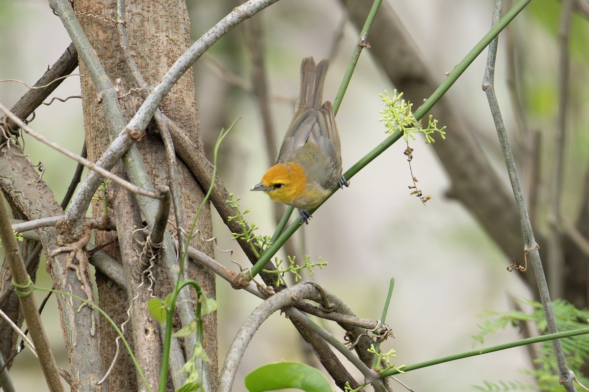 Orange-headed Tanager - ML641988195