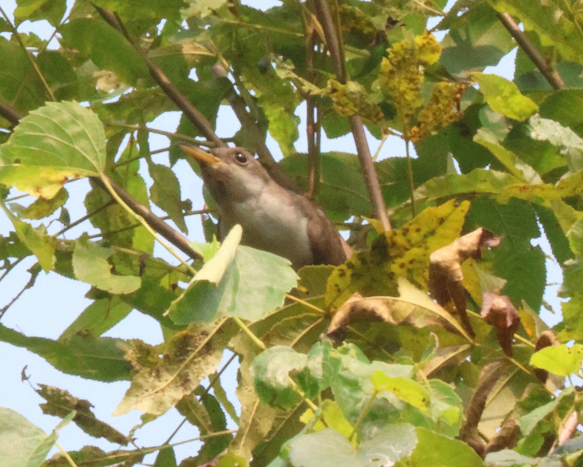Yellow-billed Cuckoo - ML641988198