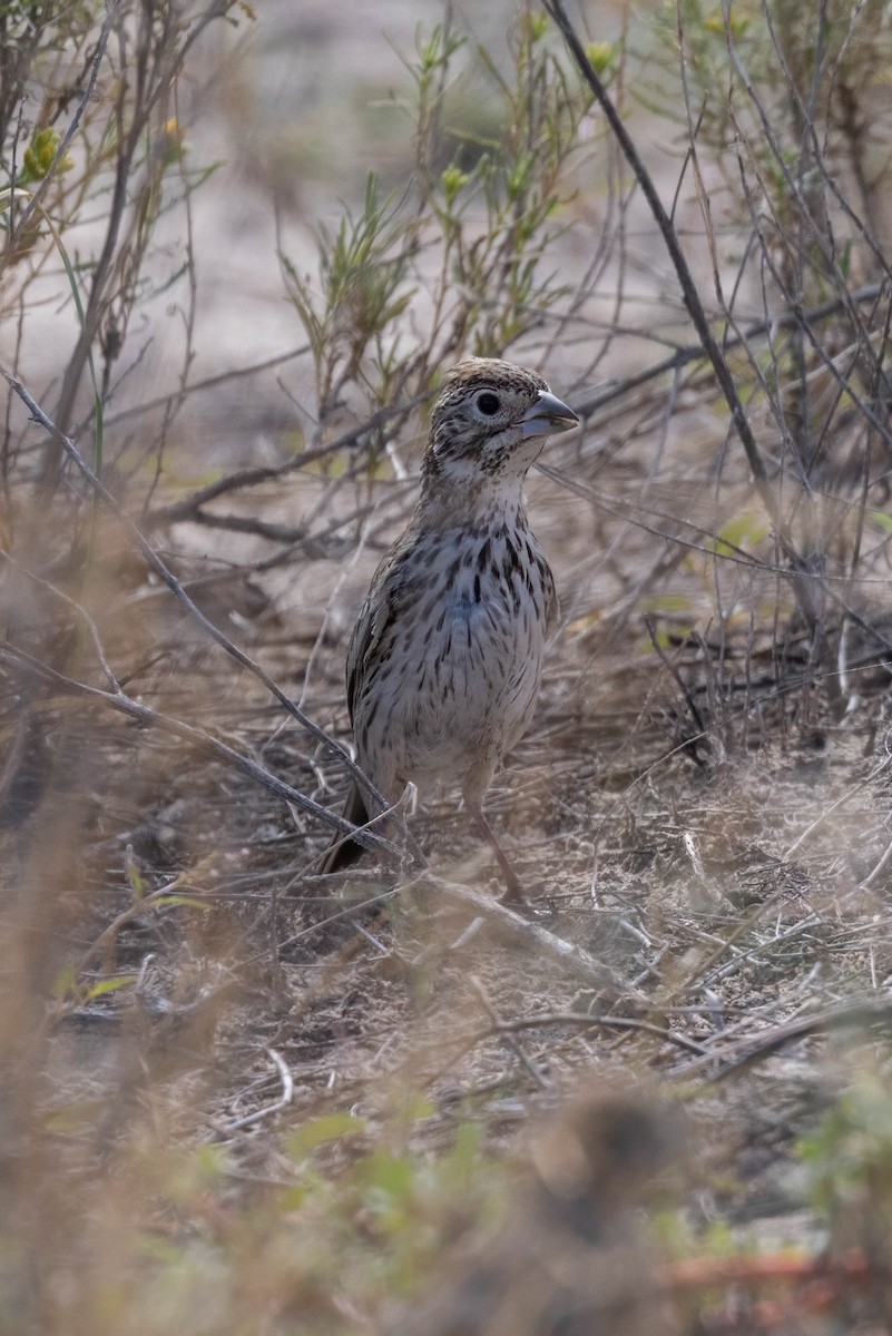 Lark Bunting - ML641988215
