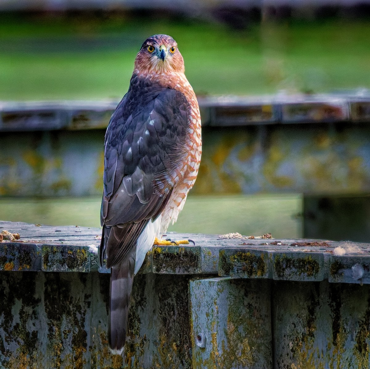 Cooper's Hawk - ML641988217