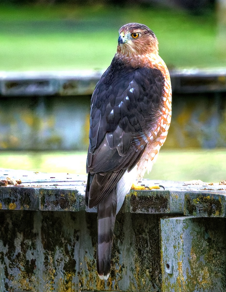 Cooper's Hawk - ML641988218