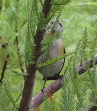 American Redstart - ML641988220