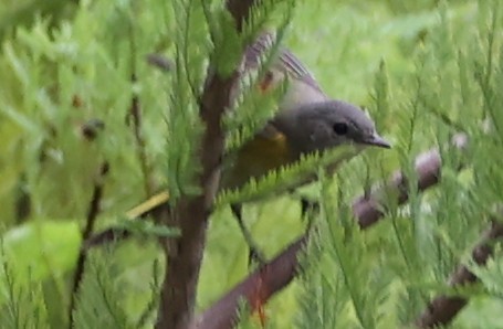 American Redstart - ML641988221