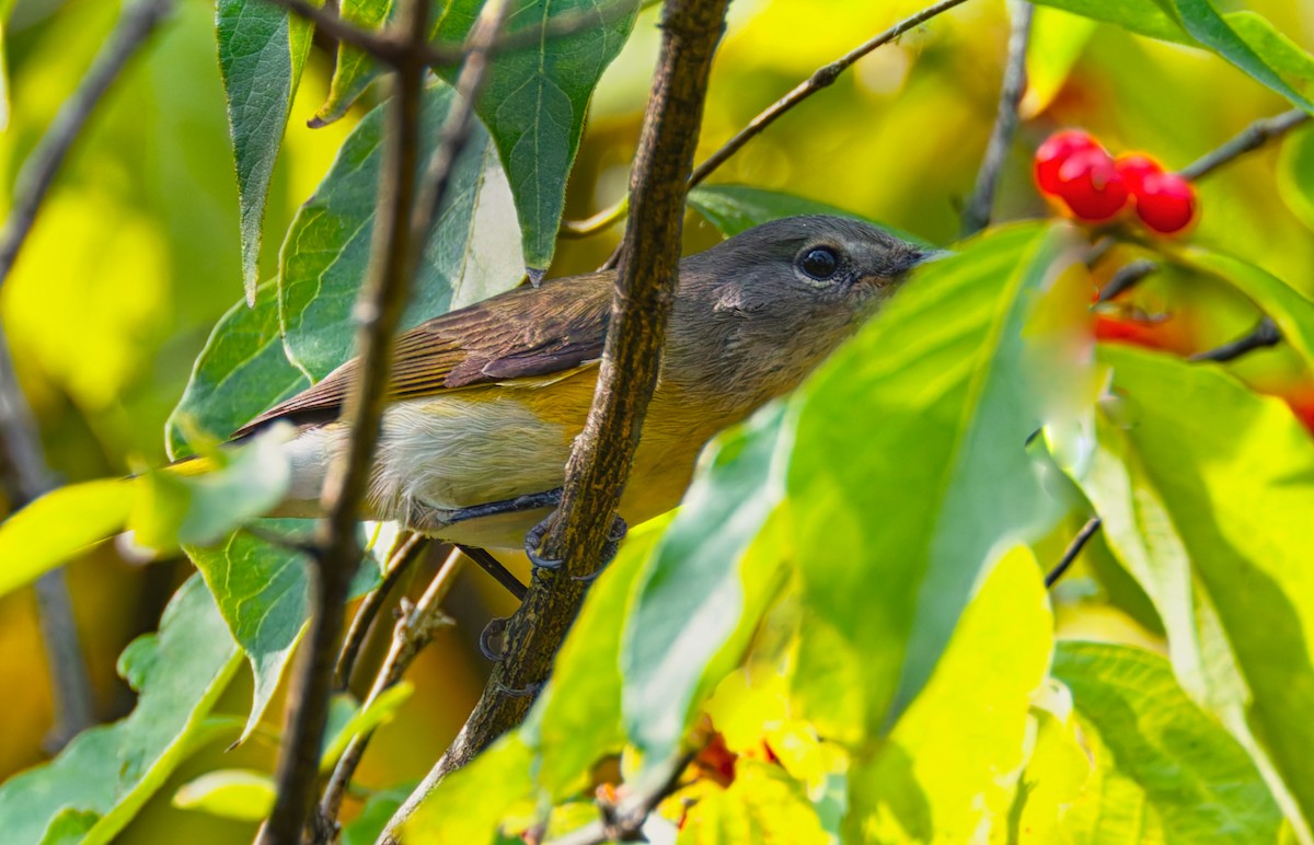 American Redstart - ML641988237