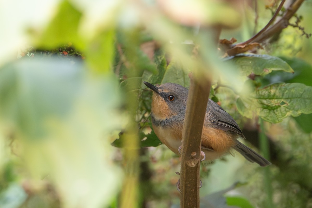 Rwenzori Apalis - ML641988244