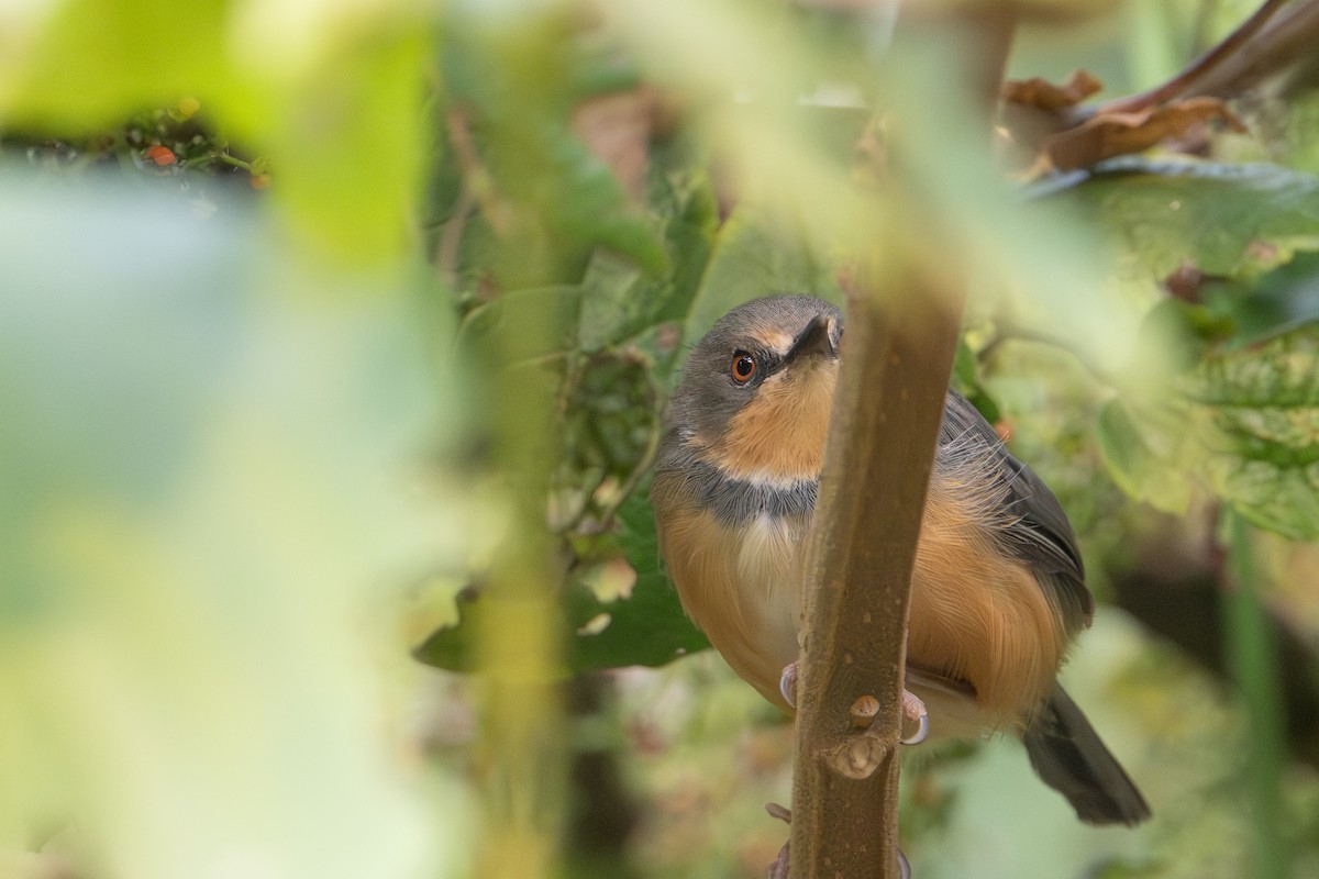 Rwenzori Apalis - ML641988250