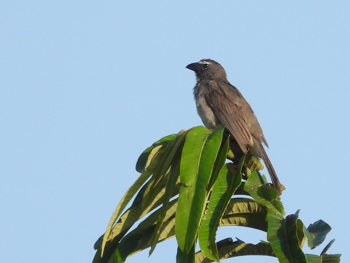 Olive-gray Saltator - ML641988259