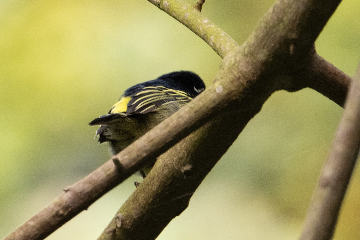Yellow-rumped Tinkerbird - ML641988269