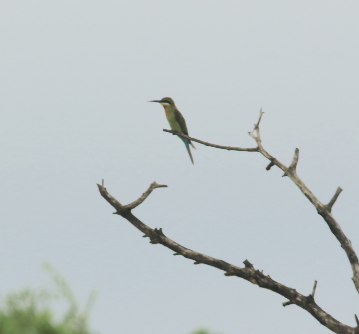 Blue-tailed Bee-eater - ML641988295