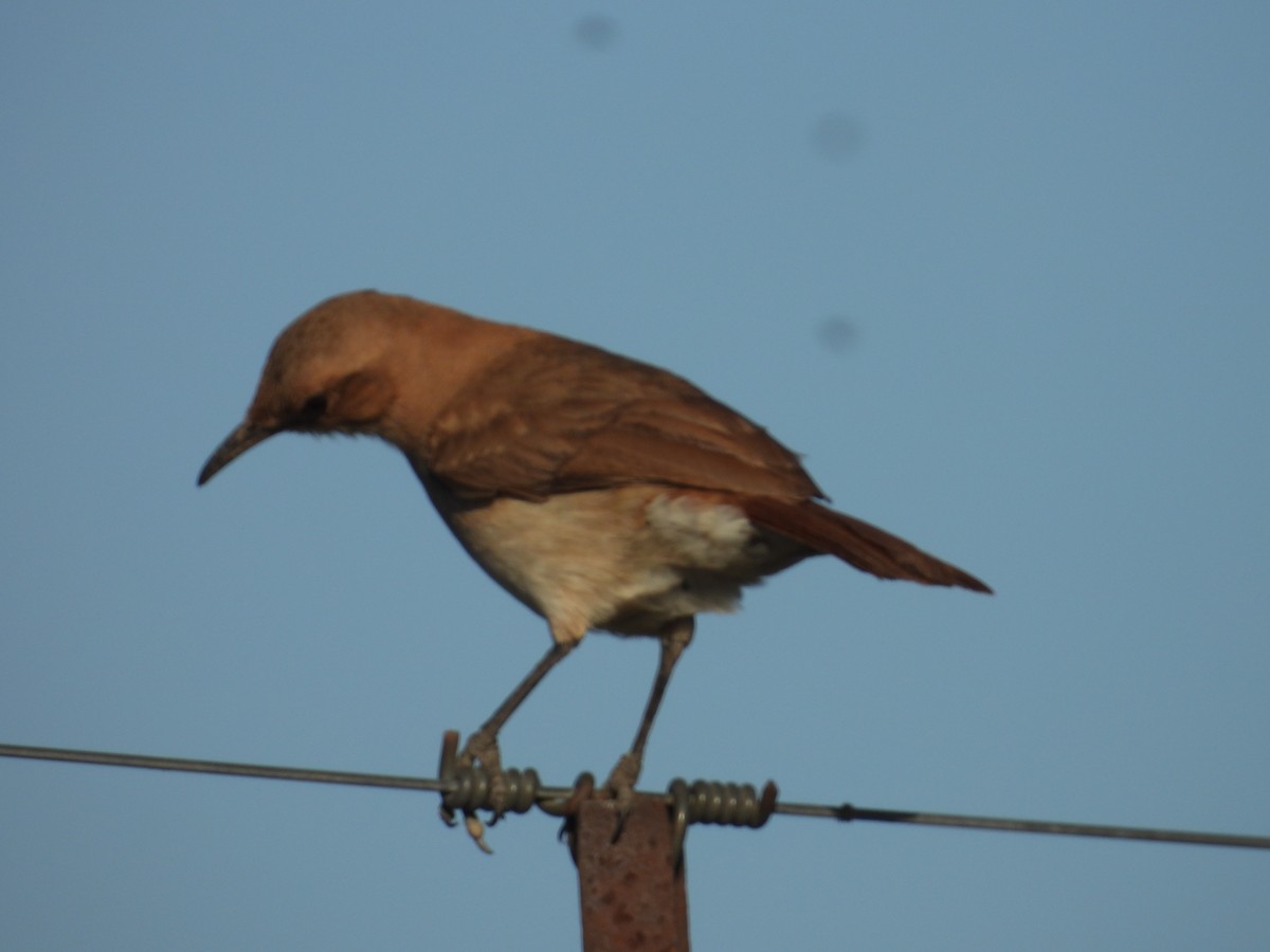 Rufous Hornero - ML641988297