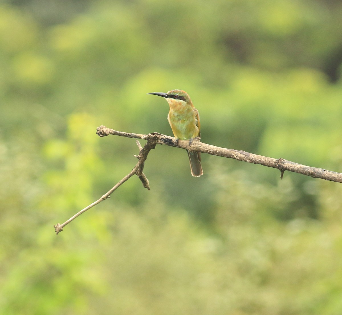 Blue-tailed Bee-eater - ML641988299