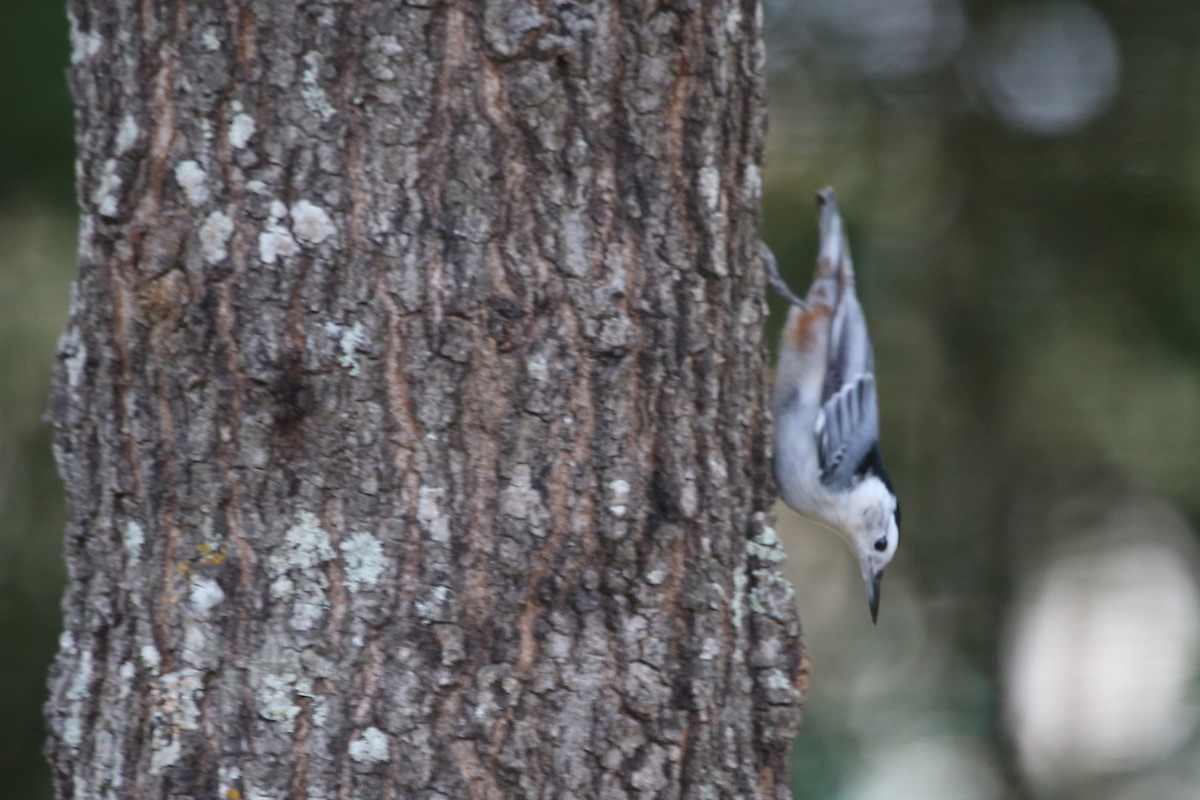 White-breasted Nuthatch (Eastern) - ML641988304