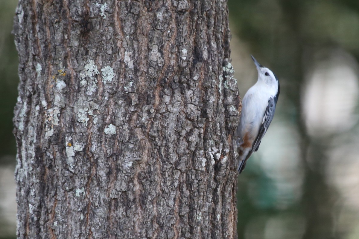 White-breasted Nuthatch (Eastern) - ML641988308